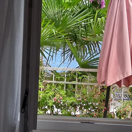 Bougainvillea