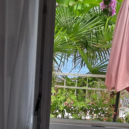 Bougainvillea